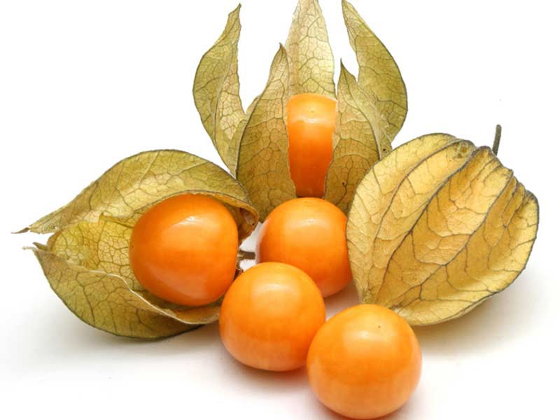 Qu'est-ce-que le physalis ?